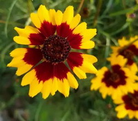 Coreopsis tinctoria:yellow flower petals