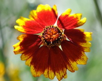 Coreopsis tinctoria:a yellow reddish flower petal