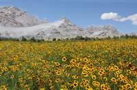 Coreopsis tinctoria:many flowering plant grow in high altitude mountain area