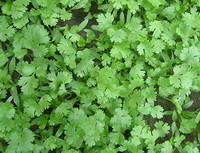 many shrubs of Coriandrum sativum with green leaves grow in field