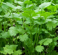 plants of Coriandrum sativum with green leaves grow in field