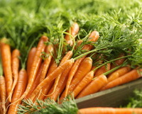 Daucus carota:many orange-colored carrots with green seedlings