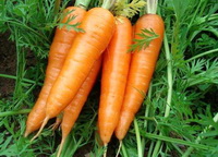 Daucus carota:seedlings and carrots