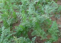 Daucus carota:green carrot shrubs grow in field