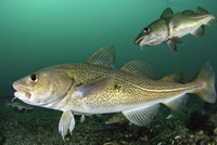 two fishes of Gadus are swimming in water