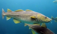 two fishes of Gadus are swimming in sea water
