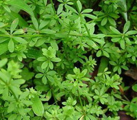 Galium aparine:plants with many green leaves grow in field