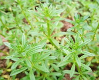 Galium aparine:shrubs grow in field