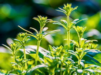 Galium aparine:green plants grow in sunny field