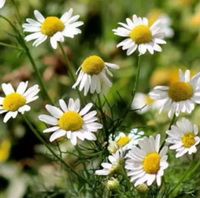 Matricaria chamomilla:flowering plant with many white flowers grow in sunny field