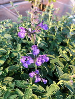 Nepeta cataria:flowering plant with light purple flowers and green leaves grow in field