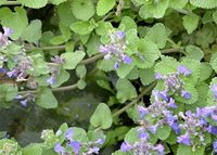 Nepeta cataria:flowering plants with small lilac flowers grow in field