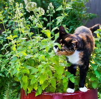 Nepeta cataria:potted catmint and a cat