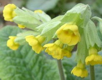 Cowslip