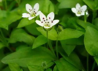 Stellaria media:flowering plants with three small white flowers grow in field