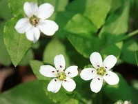 Stellaria media:chickweed plants with small white flowers grow in sunny field