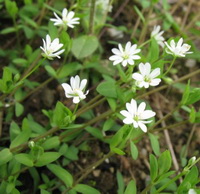 Stellaria media:flowering plants with small white flowers grow in field