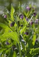 flowering plants of Symphytum officinale,Comfrey with purple flowers grow in sunny field