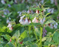 flowering comfrey plants with many pendulous pink flowers grow in sunny field