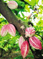 fruiting tree of Theobroma cacao with reddish fruits grow on branches