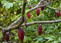 fruiting tree of Theobroma cacao with pendulous red fruits hanging on branches,and many green leaves