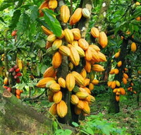 fruiting trees of Theobroma cacao with many yellow and red fruits grow in field