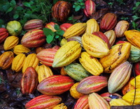 Many red and yellow Cocoa fruits of Theobroma cacao are piled together