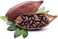 Cocoa fruit and brownish bean of Theobroma cacao