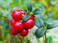 fruiting plant of Vaccinium macrocarpon with several red berries growing on stem tip