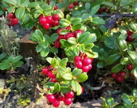 fruiting plant of Vaccinium macrocarpon with many red berries growing on branch