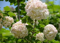flowering plant of Viburnum opulus with big white flowers growing on branch tip