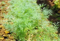 shrubs of Anethum graveolens with small green leaves grow in sunny field