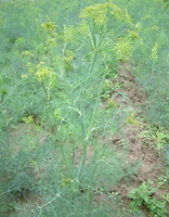 flowering plants of Anethum graveolens with small yellow flowers grow in field