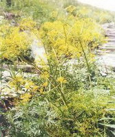 flowering plants of Ferula assafoetida with small yellow flowers grow in mountain field