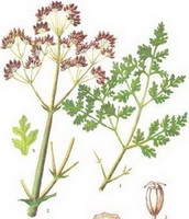 a colorful drawing of Ferula assafoetida,stem and green leaves,flowers and seeds