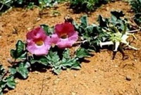 plant of Harpagophytum procumbens with two pink flowers grow in sandy field