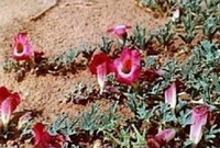 flowering plants of Harpagophytum procumbens with red flowers grow in sand field