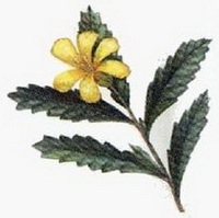 a colorful drawing of Turnera diffusa Willd,green leaves with yellow flower