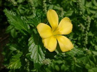 flowering plant of Turnera diffusa Willd with a small yellow flower growing in field