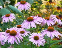 flowering plants of Echinacea angustifolia DC with pink flowers grow in field