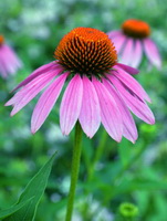 pink flowers of Echinacea purpurea Moench