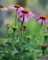 flowering plants of Echinacea purpurea Moench with several pink flowers grow in field