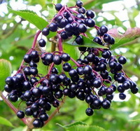 blackish fruit spike of elderberry grow on branch