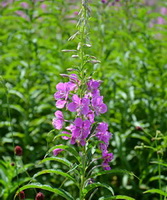 Epilobium angustifolium:flowering plant