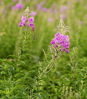 flowering plants of Epilobium angustifolium with pink flower spikes grow in wild field