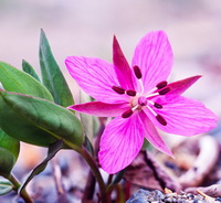 flowering plant of Epilobium angustifolium with pink flower and green leaves grow in field