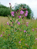 flowering plants of Epilobium spp grow in grass field