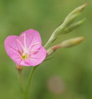 flowering stem of Epilobium hirsutum L with a big pink flower