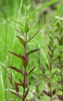plants of Epilobium hirsutum L with green reddish leaves grow in sunny field