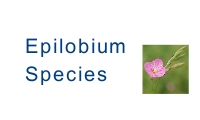 Epilobium anagallidifolium Lam.